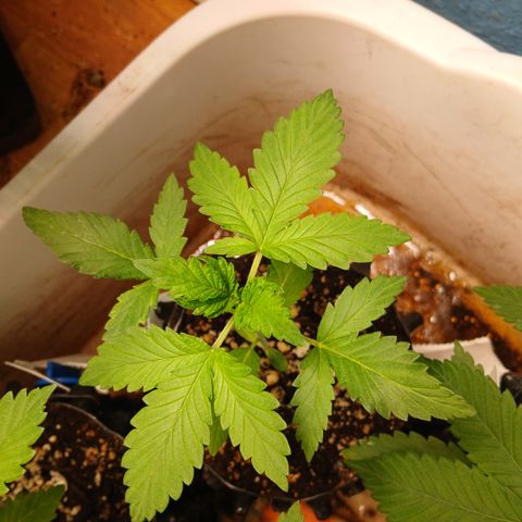 Afghan 2 growlog timeline photo
