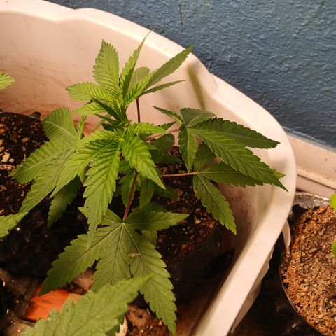 Tangie 1 growlog timeline photo