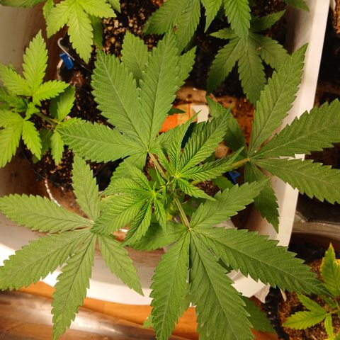 Tangie 2 ILGM  growlog timeline photo