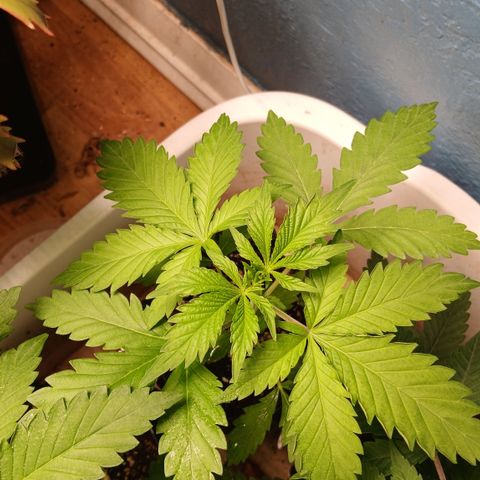 Afghan 2 growlog timeline photo