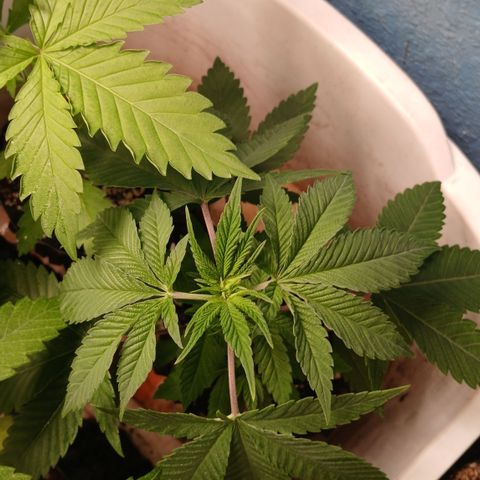 Tangie 1 growlog timeline photo