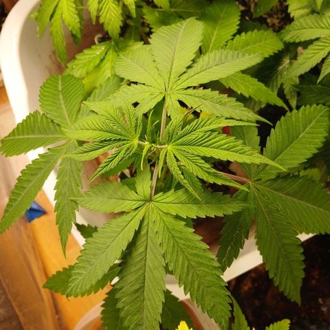 Tangie 2 ILGM  growlog timeline photo