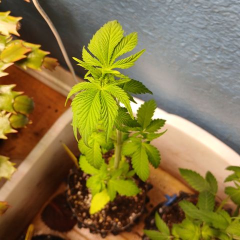 Afghan 2 growlog timeline photo