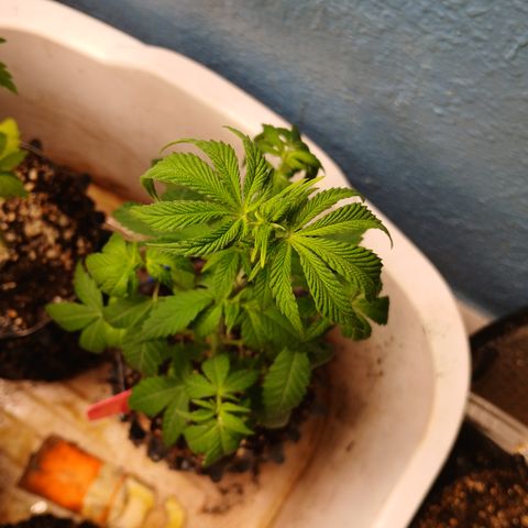 Tangie 1 growlog timeline photo