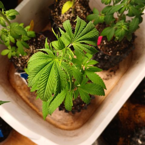 Tangie 2 ILGM  growlog timeline photo