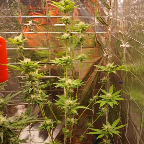 Afghan 2 growlog timeline photo