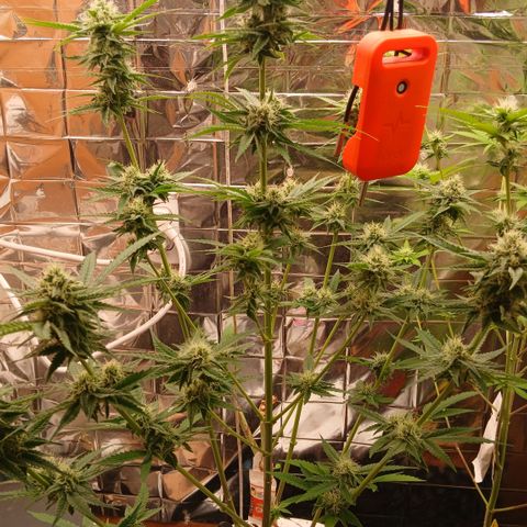 Tangie 2 ILGM  growlog timeline photo