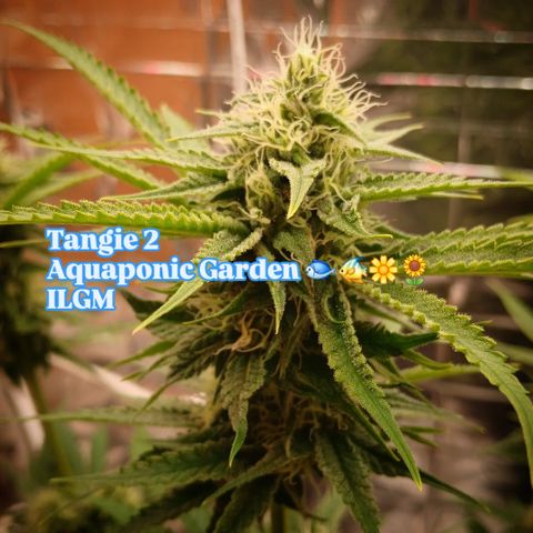 Tangie 2 ILGM  growlog timeline photo