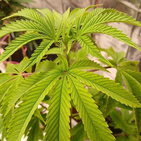 Tangie 2 ILGM  growlog timeline photo