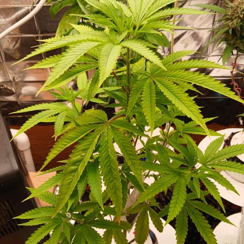 Tangie 2 ILGM  growlog timeline photo
