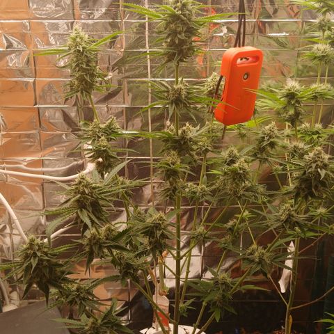 Tangie 2 ILGM  growlog timeline photo