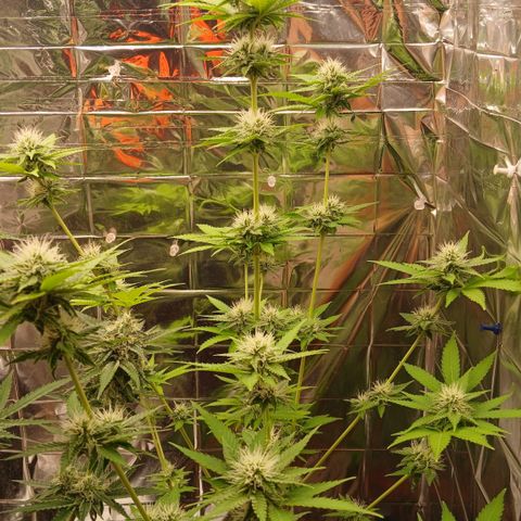 Afghan 2 growlog timeline photo