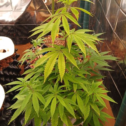 Tangie 1 growlog timeline photo