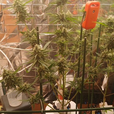 Tangie 2 ILGM  growlog timeline photo