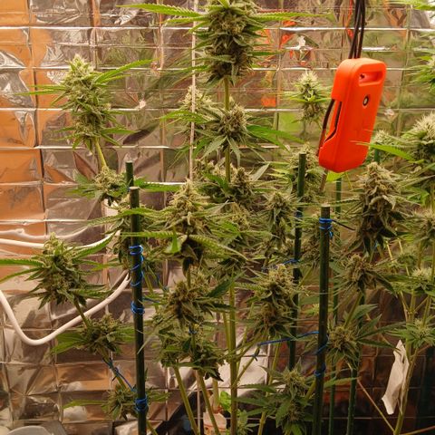 Tangie 2 ILGM  growlog timeline photo