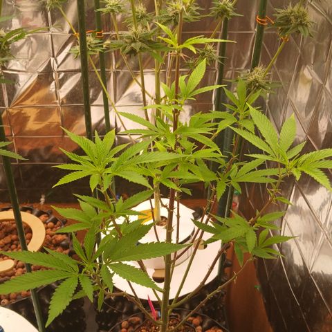 Tangie 1 growlog timeline photo