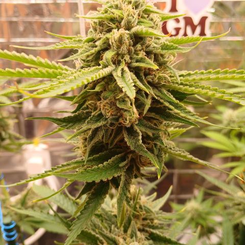 Tangie 2 ILGM  growlog timeline photo