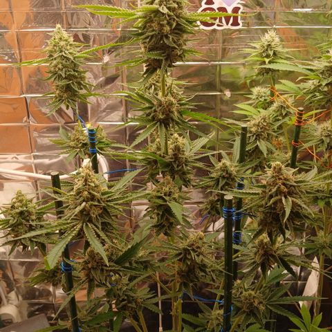 Tangie 2 ILGM  growlog timeline photo