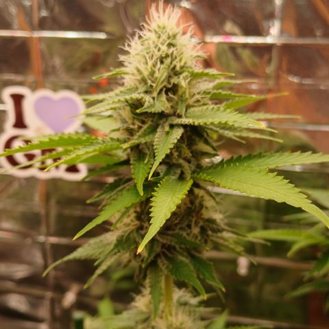 Afghan 2 growlog timeline photo