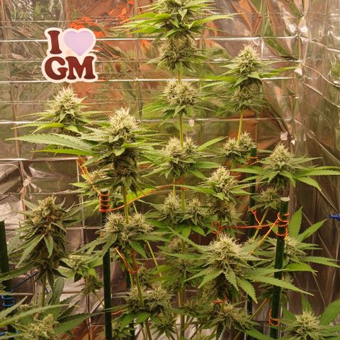 Afghan 2 growlog timeline photo