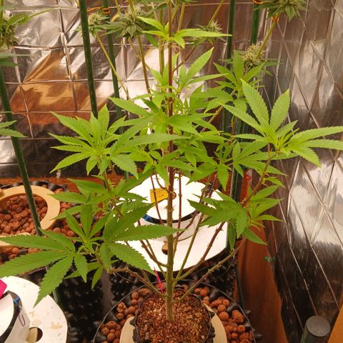Tangie 1 growlog timeline photo