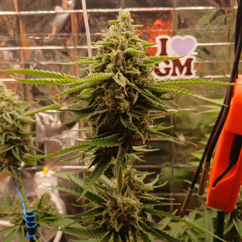 Tangie 2 ILGM  growlog timeline photo