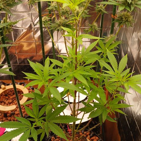 Tangie 1 growlog timeline photo