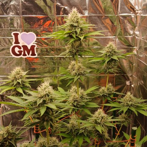 Afghan 2 growlog timeline photo