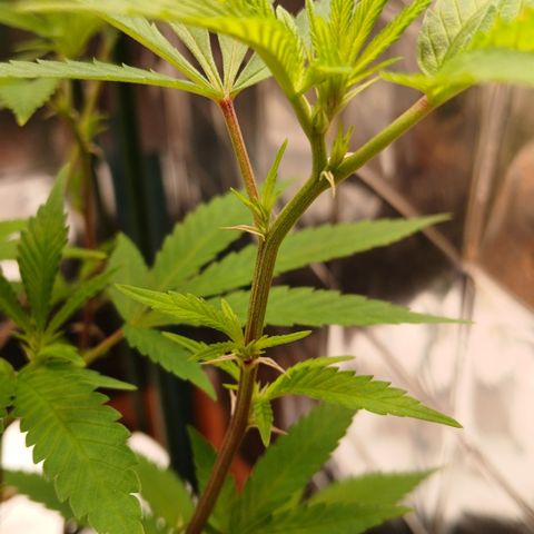 Tangie 1 growlog timeline photo