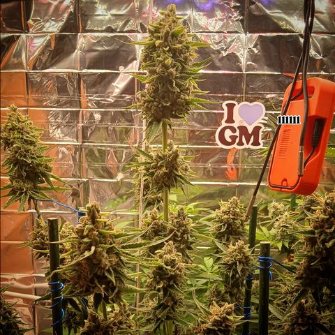 Tangie 2 ILGM  growlog timeline photo