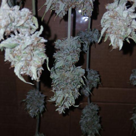 Tangie 2 ILGM  growlog timeline photo