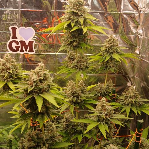 Afghan 2 growlog timeline photo