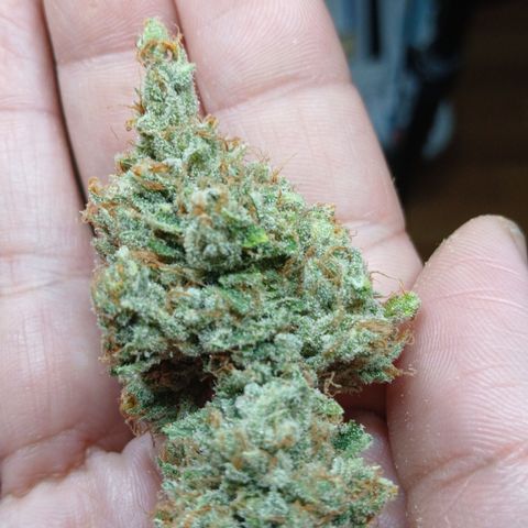 Tangie 2 ILGM  growlog timeline photo