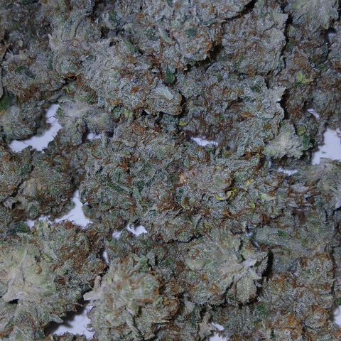 Tangie 2 ILGM  growlog timeline photo