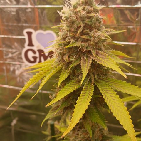 Afghan 2 growlog timeline photo