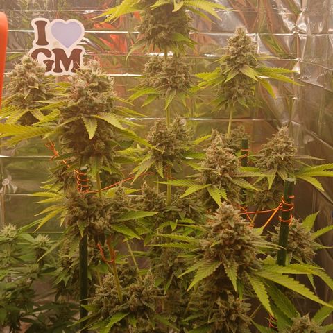 Afghan 2 growlog timeline photo