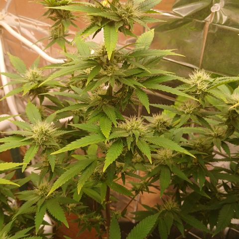 Tangie 1 growlog timeline photo