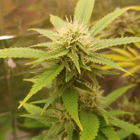 Tangie 1 growlog timeline photo