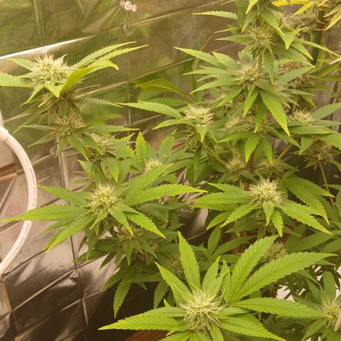 Tangie 1 growlog timeline photo