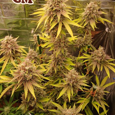 Afghan 2 growlog timeline photo