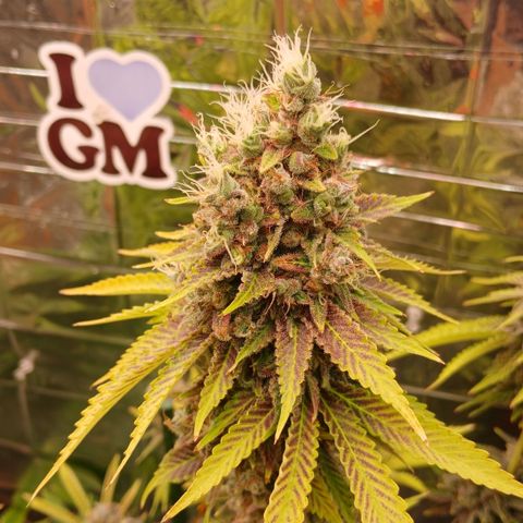Afghan 2 growlog timeline photo