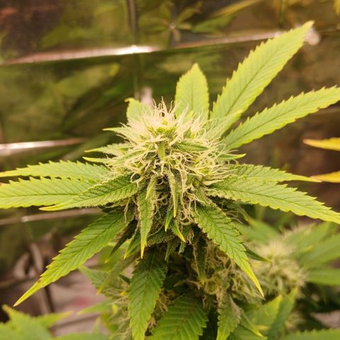 Tangie 1 growlog timeline photo