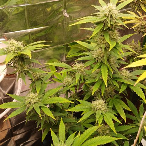 Tangie 1 growlog timeline photo
