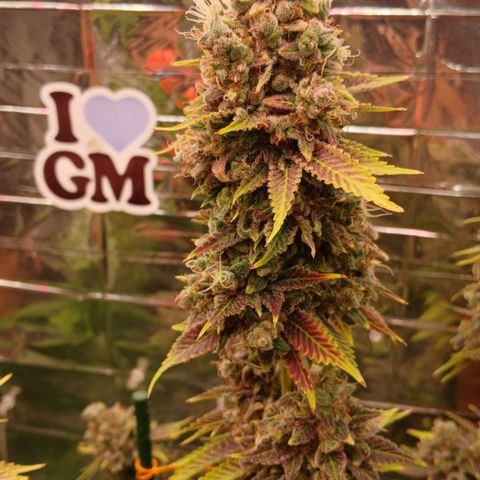 Afghan 2 growlog timeline photo