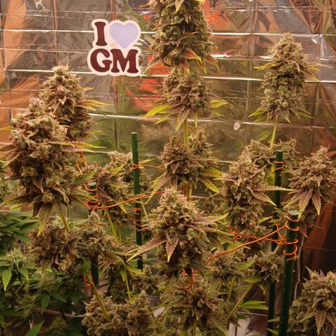 Afghan 2 growlog timeline photo