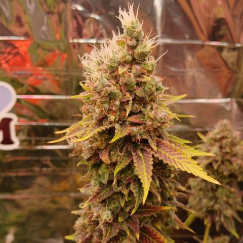 Afghan 2 growlog timeline photo