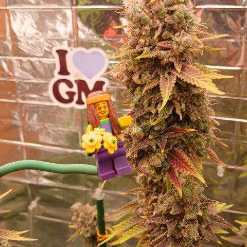Afghan 2 growlog timeline photo