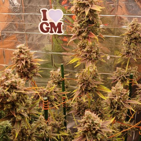 Afghan 2 growlog timeline photo
