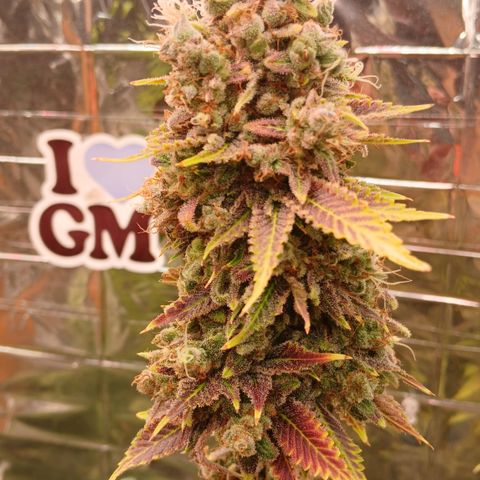 Afghan 2 growlog timeline photo