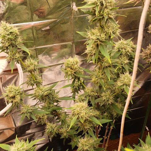Tangie 1 growlog timeline photo